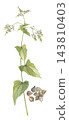 Watercolor painting of buckwheat flowers and grains 143810403