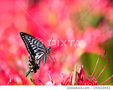 燕尾蝶從紅色花朵中吸食花蜜 143810442