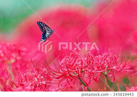 紅色花和swallowtail蝴蝶 143810443