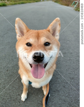 一張柴犬的特寫照片,它吐著舌頭,咧嘴笑著。一隻可愛的狗狗正在散步。 一張柴犬的特寫照片,它吐著舌頭,咧嘴笑著。一隻可愛的狗狗正在散步。 143810469