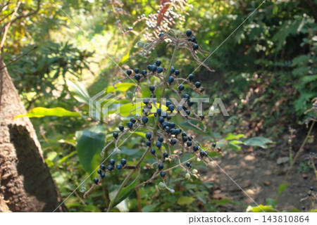 秋日的樹林裡，野生薑植物結出了成熟、深靛藍色的果實。 143810864