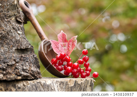 Viburnum opulus berries and leaf in a wooden spoon on a tree stump Viburnum opulus berries and leaf in a wooden spoon on a tree stump 143810937