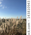 Autumn blue sky and pampas grass 143810943