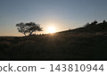 A view of a large tree with the sun setting. 143810944