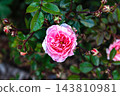 Pink Rose in Bloom with Rosebuds and Green Leaves 143810981