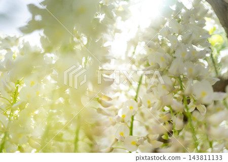 紫藤花 紫藤花 143811133