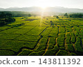 Beautiful sunrise over green rice fields and mountain landscape in countryside 143811392