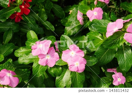 長春花 長春花 143811432