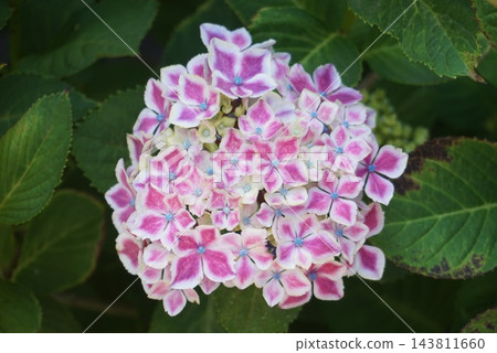 繡球 143811660