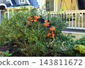 Orange and Black Halloween Spider Decoration in Shrubs by a Front Porch 143811672