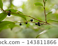 Close-up of the black berries of the Eurya japonica tree 143811866