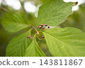 Close-up of the purple berries of the Japanese beautyberry (Callicarpa japonica) 143811867