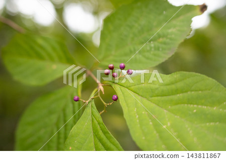 日本紫珠（Callicarpa japonica）紫色莓果的特寫 143811867