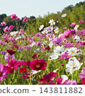 波斯菊盛開在波斯菊田裡 143811882