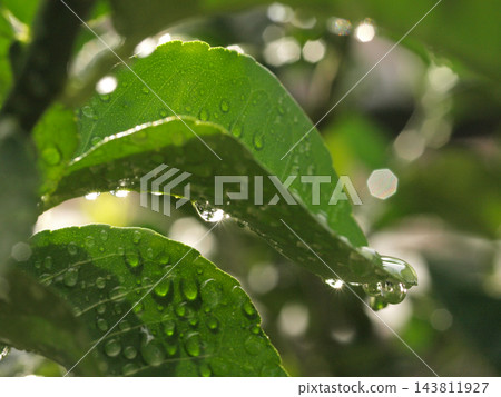 逆光下，卡布蘇樹葉呈半透明狀，雨滴在葉片上閃閃發光。 143811927