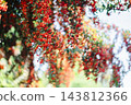 The vibrant red berries of pyracantha fill the screen. Natural materials from autumn to winter. 143812366