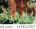 The vibrant red berries of pyracantha fill the screen. Natural materials from autumn to winter. 143812367