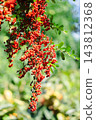 The vibrant red berries of pyracantha fill the screen. Natural materials from autumn to winter. 143812368