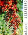The vibrant red berries of pyracantha fill the screen. Natural materials from autumn to winter. 143812369