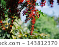 The vibrant red berries of pyracantha fill the screen. Natural materials from autumn to winter. 143812370
