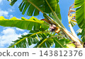 Low angle close up of a young bunch of bananas plant on the tree. With bright green leaves and a budding banana blossom fruit against a clear blue sky and fluffy white clouds on a sunny day. 143812376