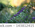 The purple berries and branches of the Japanese beautyberry, signaling the arrival of autumn, create a natural scene in a Japanese garden. 143812415