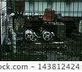Beyond the fence 143812424
