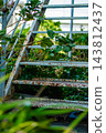 An old staircase showing signs of deterioration over time and a vacant house: Housing deterioration and renovation ideas. 143812437