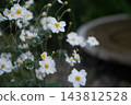 White anemones blooming in an autumn garden: a picturesque, traditional Japanese natural scene. 143812528