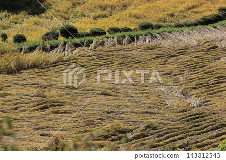 收割前倒伏的水稻植株 收割前倒伏的水稻植株 143812543