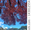 Maple leaves with blue sky and autumn leaves 143812554