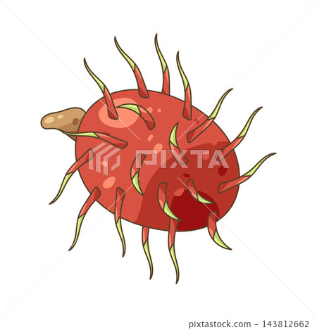 Illustration of rambutan Illustration of rambutan 143812662