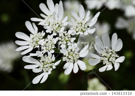 奧雷亞花 奧雷亞花 143813310