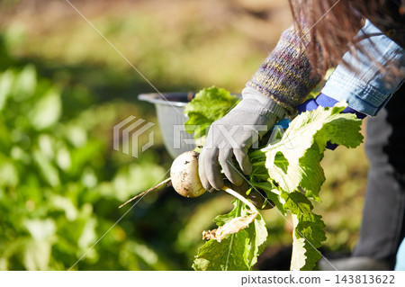 A young woman harvesting winter vegetables A young woman harvesting winter vegetables 143813622