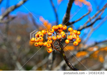 黃花楸漿果(黃色) 黃花楸漿果(黃色) 143814163