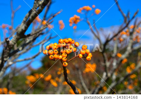 黃花楸漿果(黃色) 黃花楸漿果(黃色) 143814168