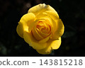 Close up of a yellow rose 143815218