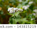 White flowers of buckwheat 143815219