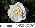 Close-up of white roses 143815220