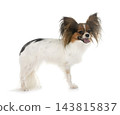 papillon dog in studio 143815837