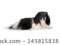 phalene papillon dog 143815838