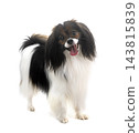 phalene papillon dog 143815839