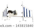 phalene papillon dog 143815840