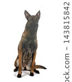 malinois in studio 143815842
