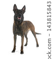 malinois in studio 143815843