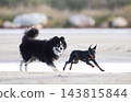miniature pinscher and pomsky on beach 143815844