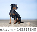 miniature pinscher on beach 143815845
