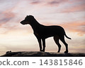 miniature pinscher on beach 143815846
