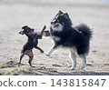 miniature pinscher and pomsky on beach 143815847