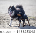 miniature pinscher and pomsky on beach 143815848